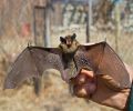 Capture de chauve souris à Repentigny