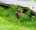 Exterminateur de marmotte à Repentigny