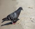 Capture pigeon Repentigny